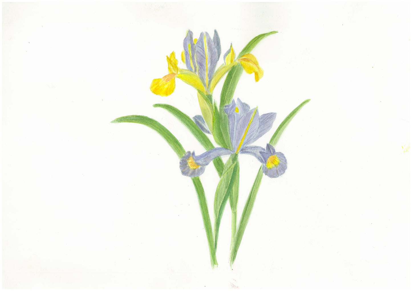 TEA TOWEL Iris