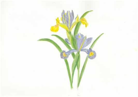 TEA TOWEL Iris