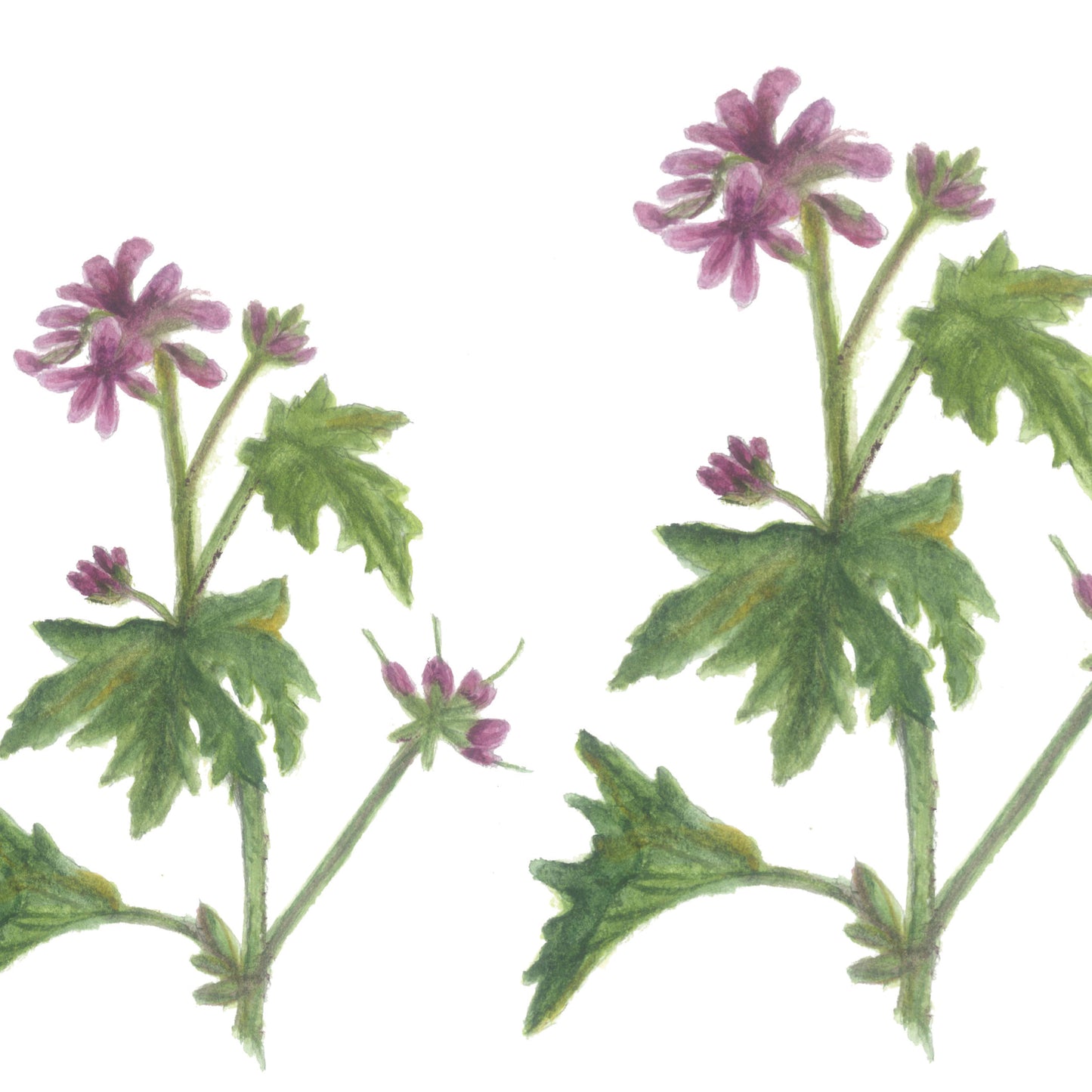 Tea Towel - Rose Geranium Watercolour